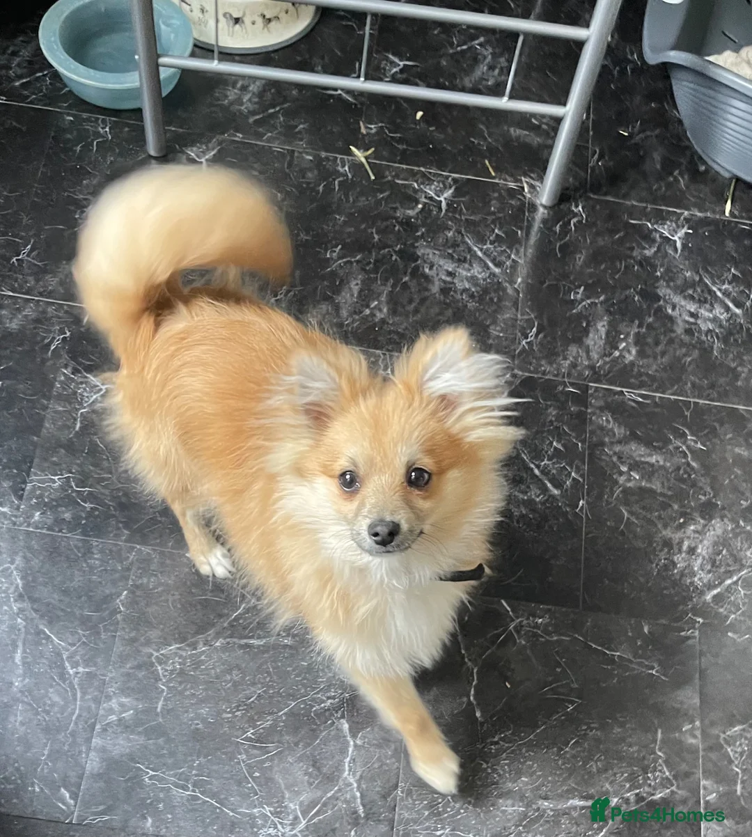 Pomeranian dogs for sale: Teddy-pomerian 10 months old - Advert 2