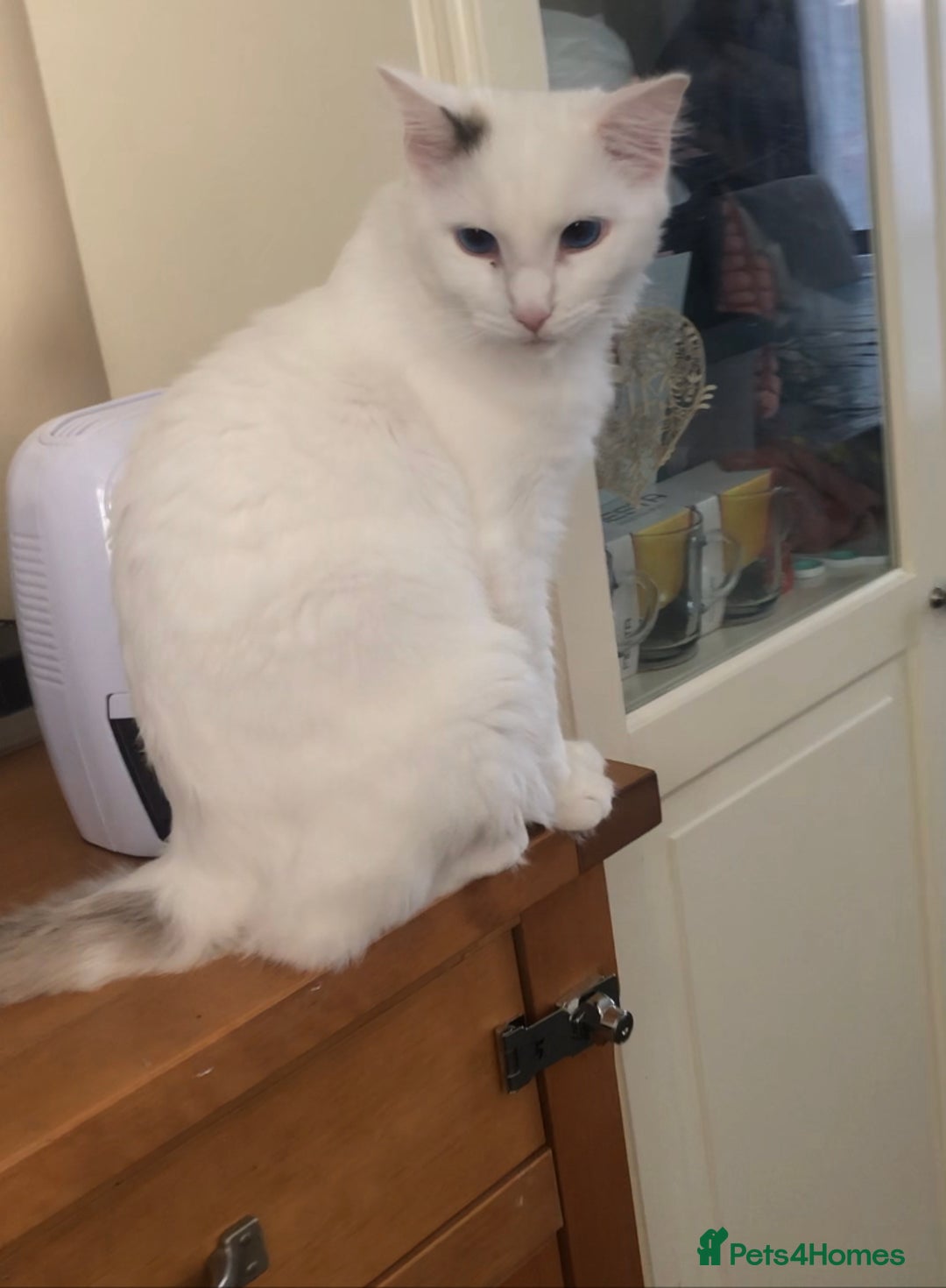 Ragdoll cats for sale: Pure ragdoll boy  - Advert 1