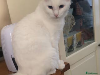 Ragdoll cats Pure ragdoll boy - Advert 11