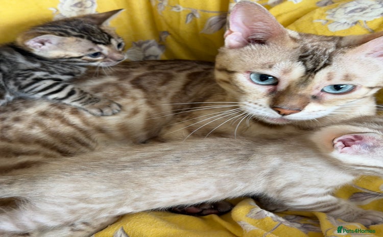 Bengal cats - Advert 14