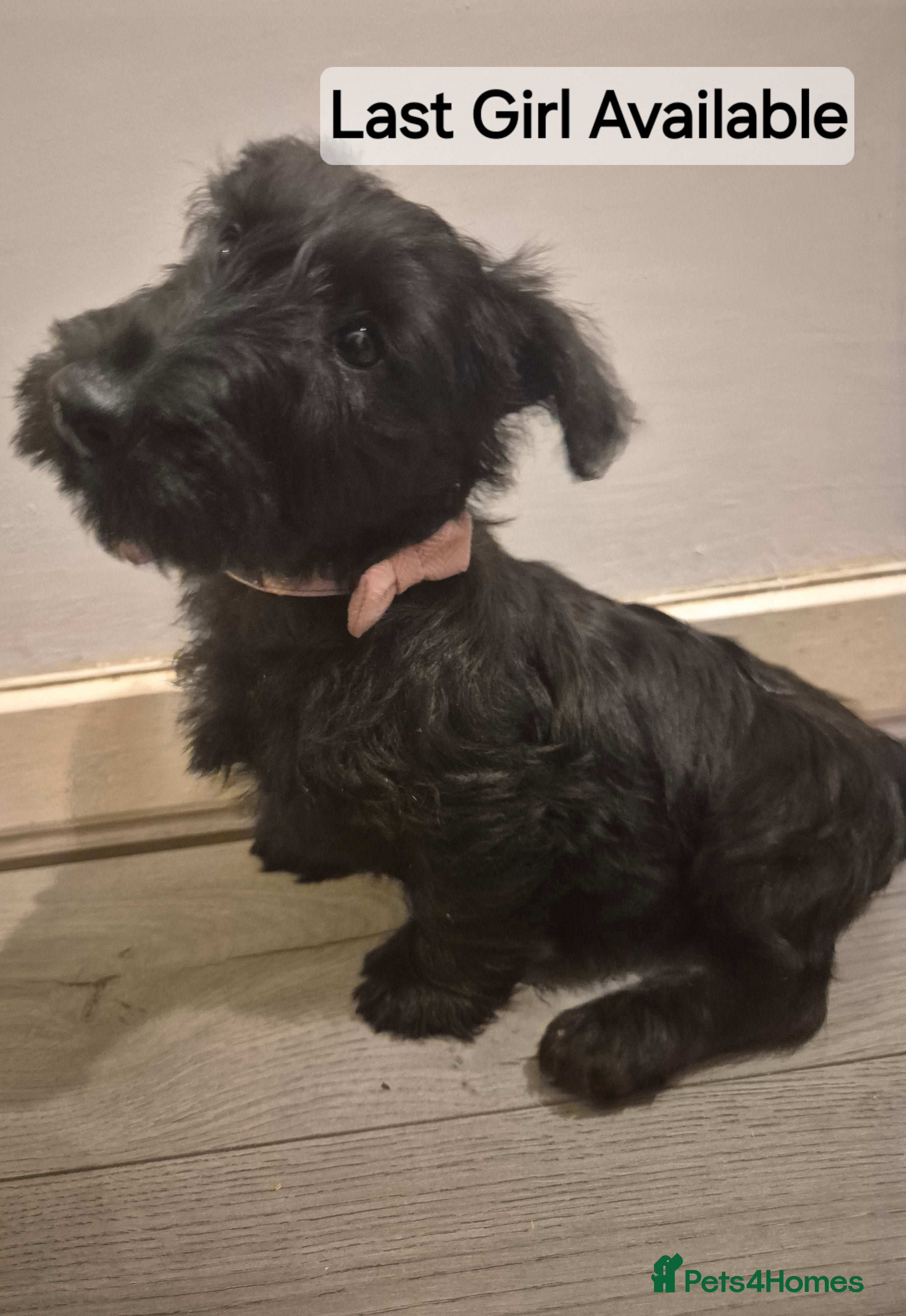 Scottish Terrier dogs KC Scottish terrier puppies  - Advert 1