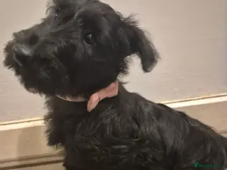 Scottish Terrier dogs KC Scottish terrier puppies - Advert 1