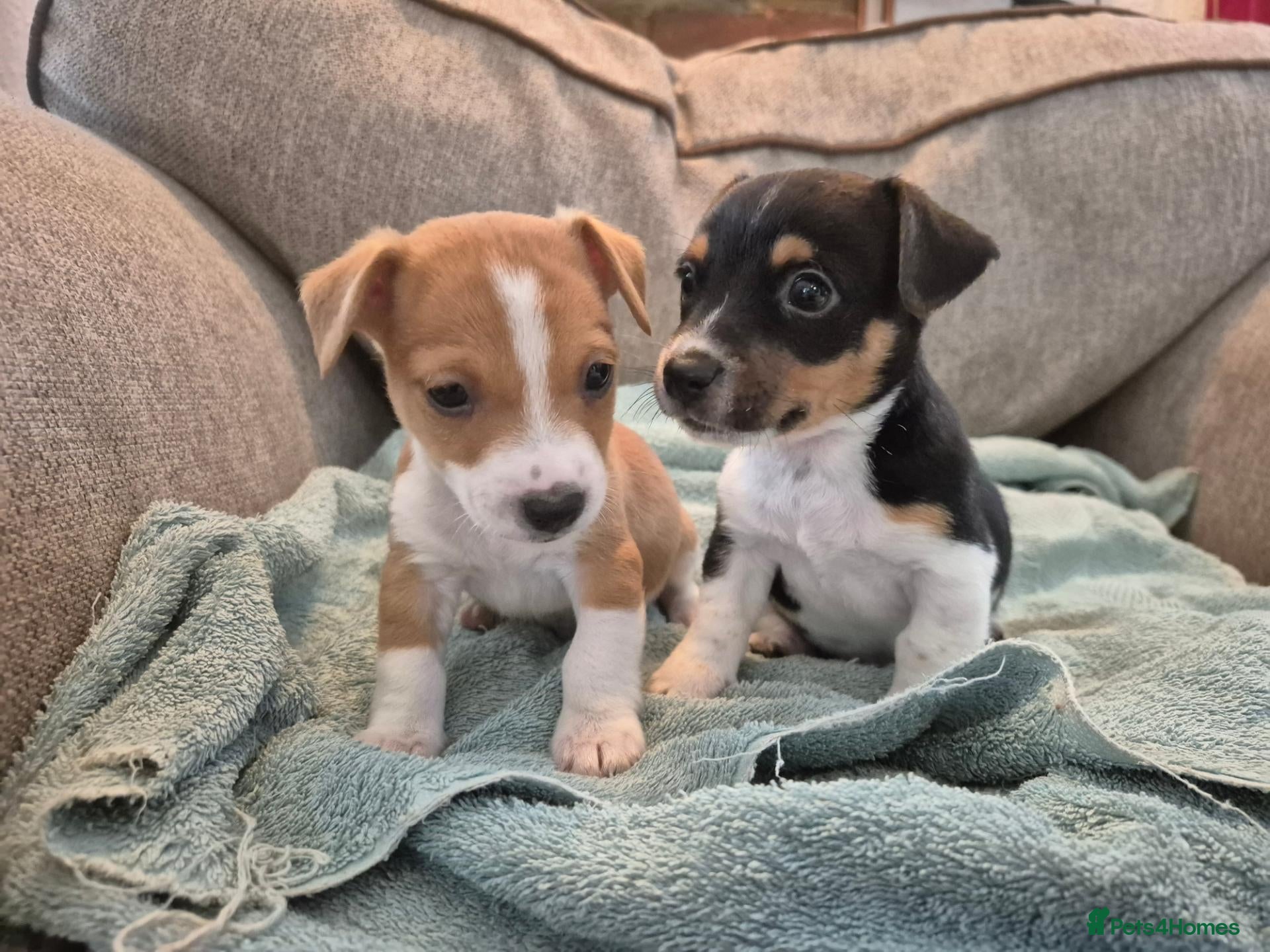Jack Russell dogs Short legged jack russels - Advert 11