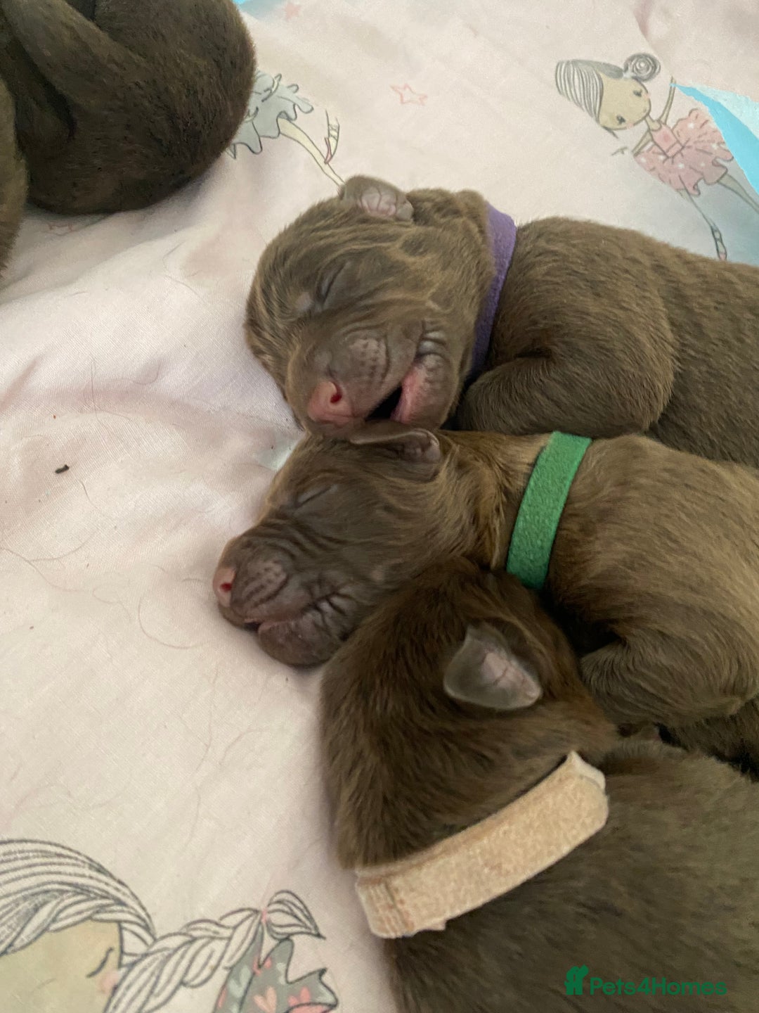 Mixed Breed dogs for sale: 🐾 Beautiful Puppies Looking 4 A Forever Homes 🐾 - Image 14