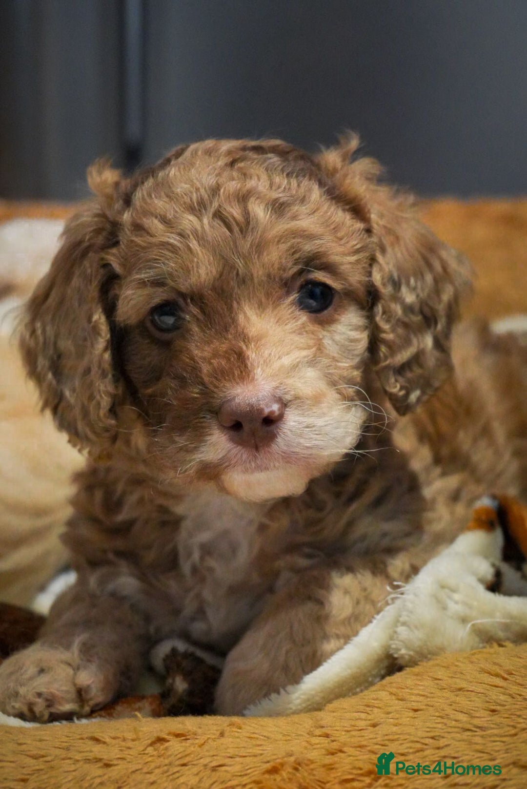 Cockapoo dogs for sale: Beautiful litter of cockerpoo puppies  - Advert 23