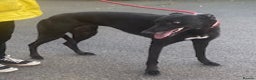 Greyhound dogs for adoption: Friendly young Dixie wants a loving forever home - Advert 2
