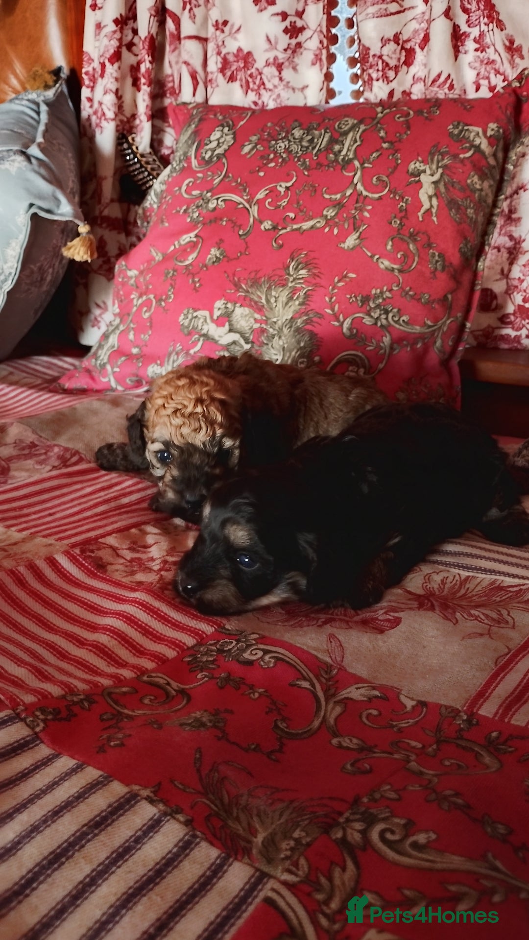 Yorkiepoo dogs for sale: Yorkipoos  - Image 2