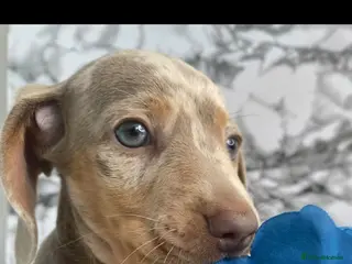 Dachshund dogs Beautiful Dachshund pups - Advert 1