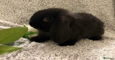 Mini Lop rabbits Mini lops 💙💙 two boys  - Advert 5
