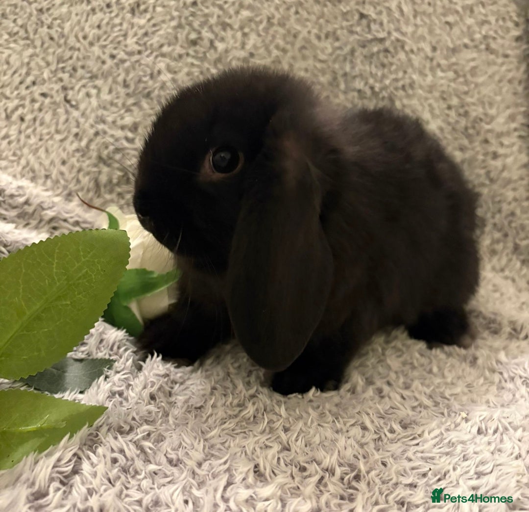 Mini Lop rabbits for sale: Mini lops 💙💙 two boys  - Advert 3