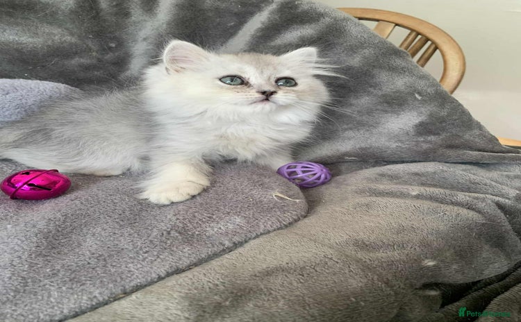British Longhair cats in Bournemouth - Advert 4