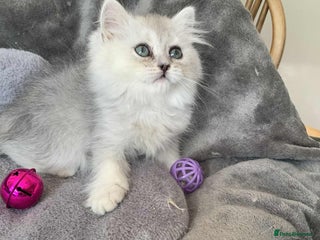 British Longhair cats in Bournemouth - Advert 6