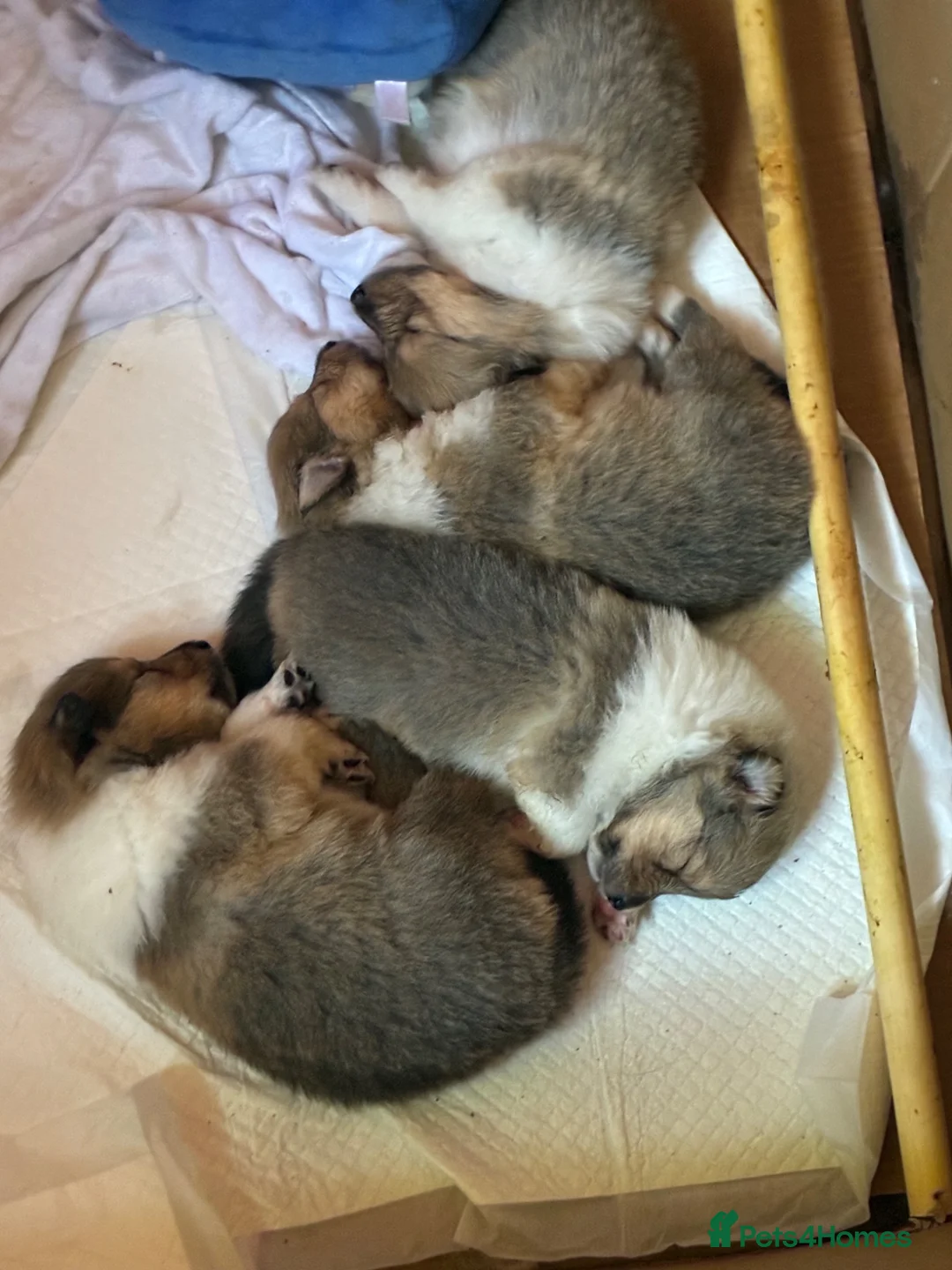 Rough Collie dogs for sale: Male puppy - Advert 5