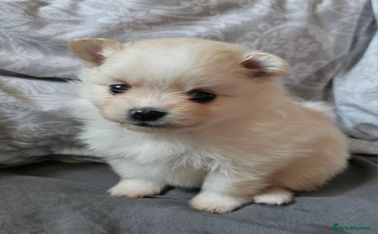 Pomeranian dogs - Advert 16