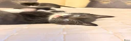 Mixed Breed cats for sale: British blue X Kittens -Super cute! - Advert 8