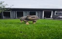 American Bully dogs for sale: Exotic Bully - Image 1