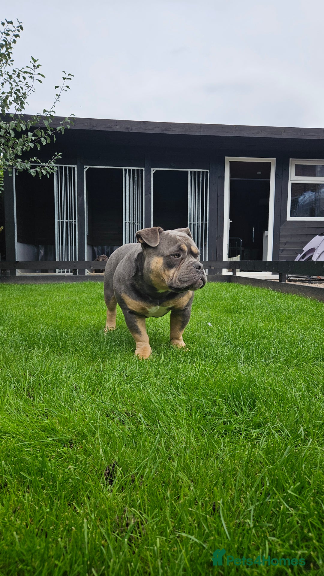 American Bully dogs for sale: Exotic Bully - Image 1