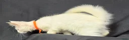 Maine Coon cats for sale: Ready now-Tica Maine Coon Kittens  - Advert 24