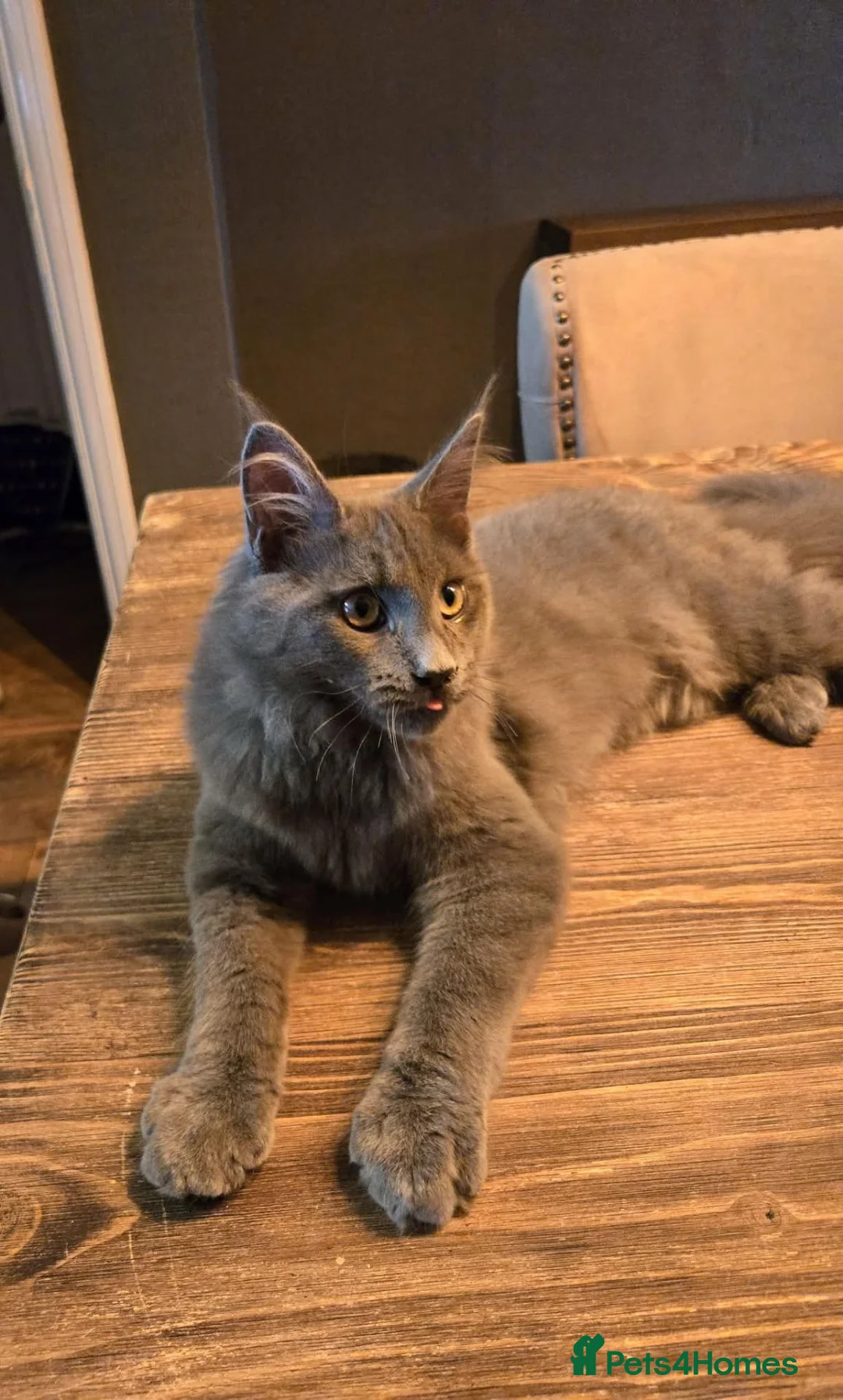 Maine Coon cats for sale: Blue Maine coon 1 male 1 female ready to go - Advert 2