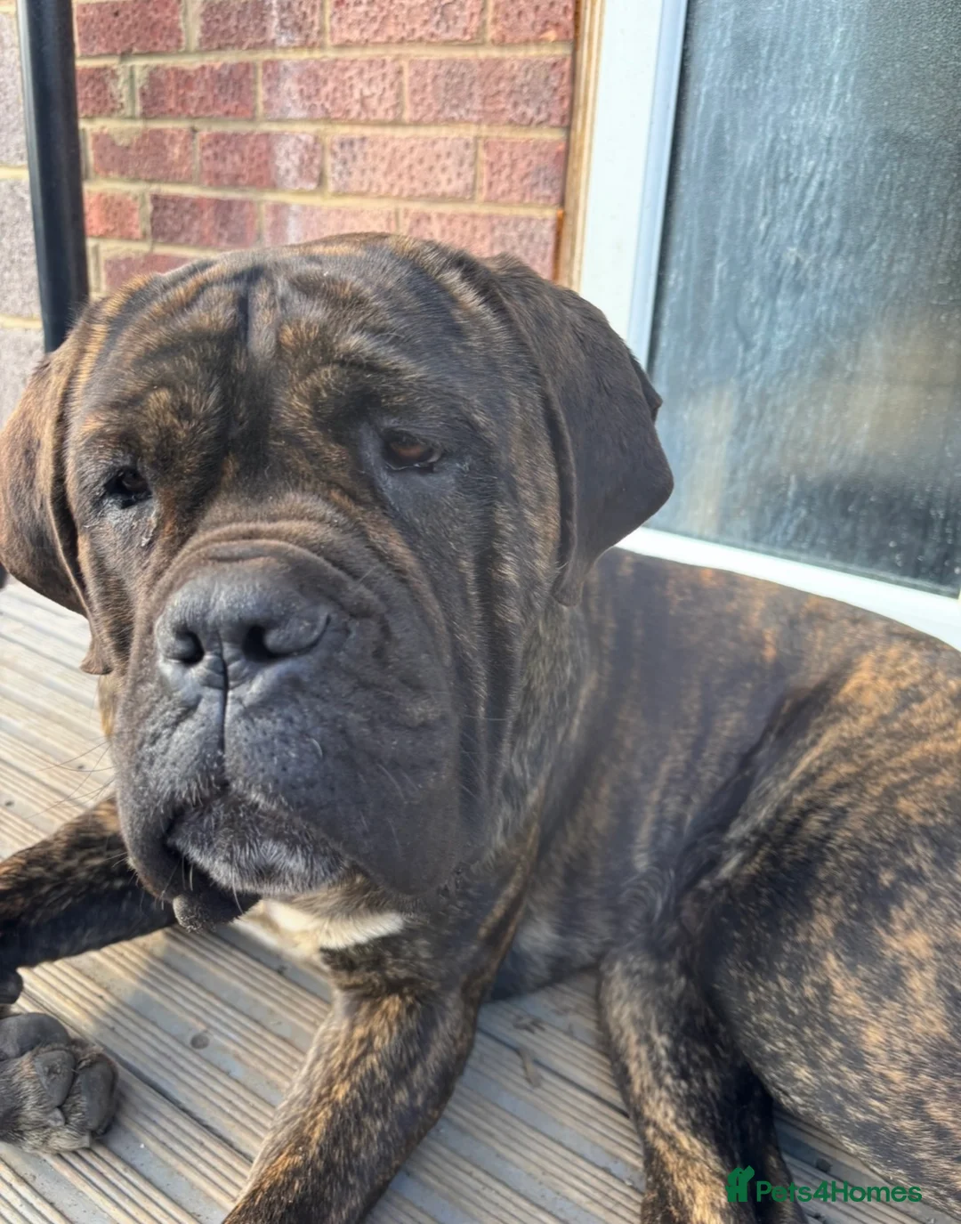 Cane Corso dogs for sale: Cane Corso Puppies 🐶  - Advert 7