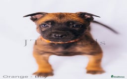 Belgian Shepherd Dog dogs for sale: Belgian malinois puppies - Image 8