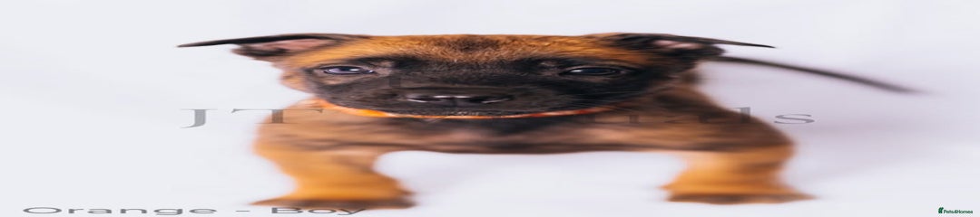 Orange-boy