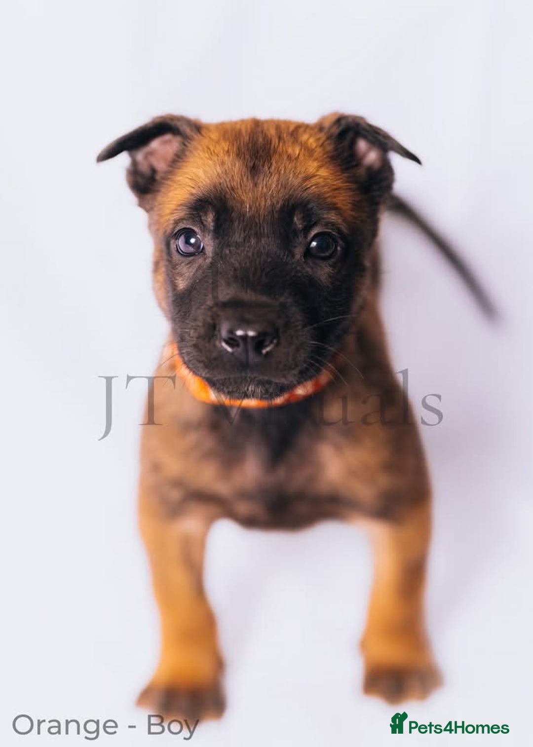 Belgian Shepherd Dog dogs for sale: Belgian malinois puppies - Image 8