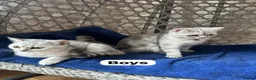 British Shorthair cats for sale: Beautiful British Shorthair - Advert 7
