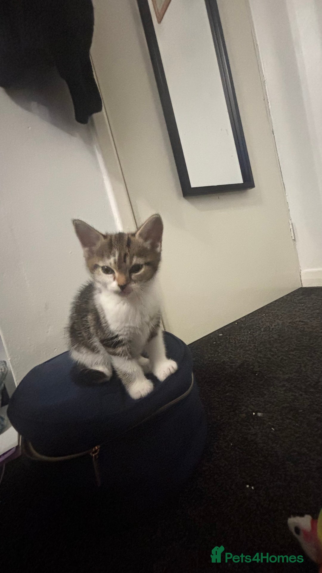 British Shorthair cats for sale: 2 baby girls for sale x - Image 6