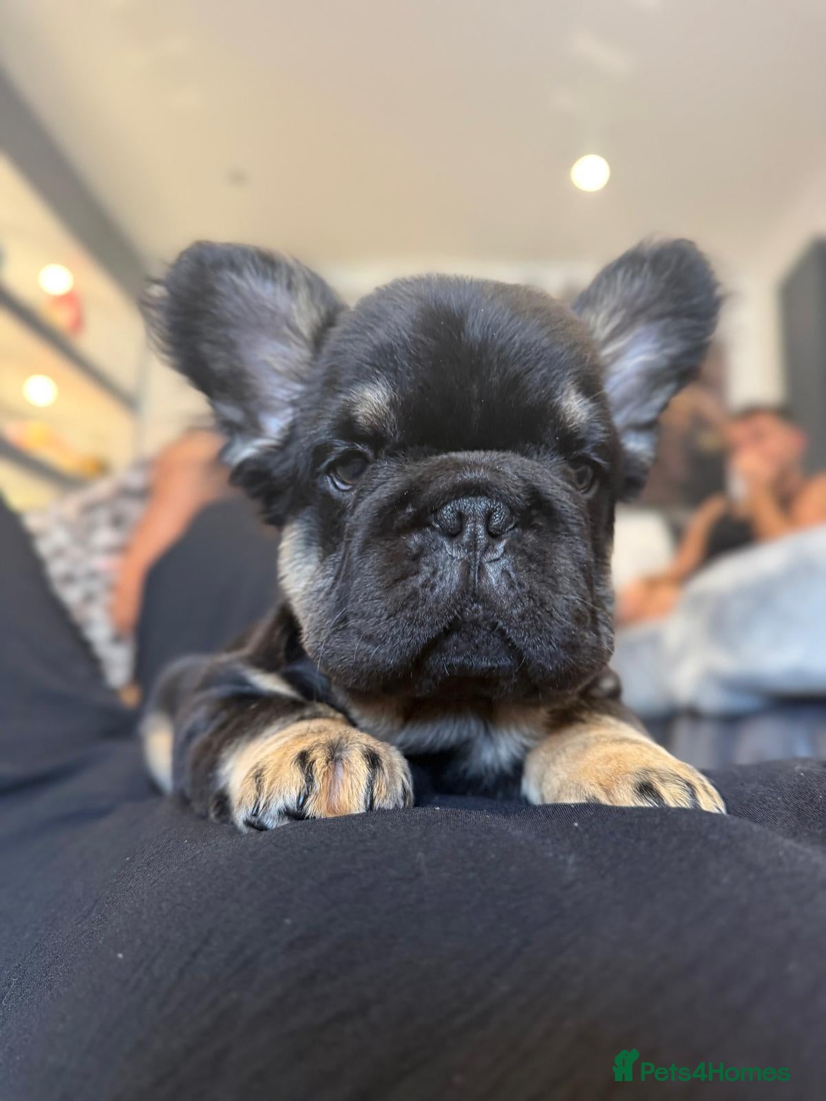 French Bulldog dogs Kc reg Fluffy french bulldog puppies visual - Advert 17