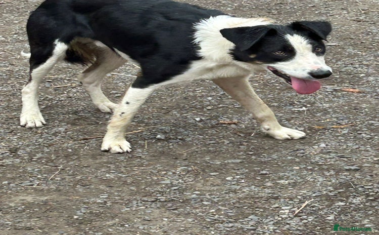 Border Collie dogs for sale - Advert 1