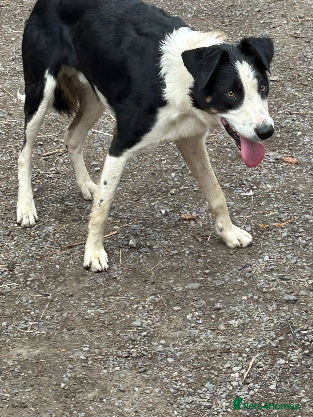 Border Collie dogs for sale: Active border terrier for re homing  - Image 1