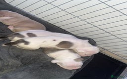 Mixed Breed dogs for sale: 4 beautiful olde English bulldog/ American bulldog - Advert 4