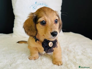 Miniature Dachshund dogs - Advert 7