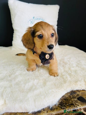 Miniature Dachshund dogs - Advert 9