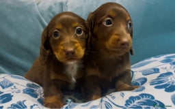Miniature Dachshund dogs for sale: KC reg PRA clear long hair mini dachshund puppies  in Maidstone - Image 10