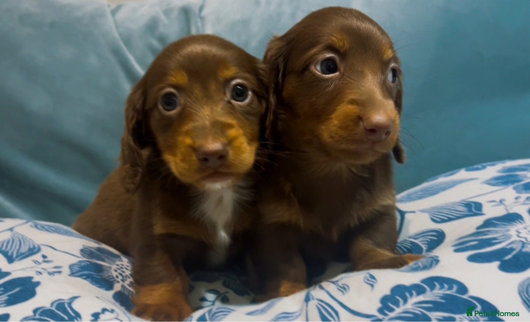 Miniature Dachshund dogs for sale: KC reg PRA clear long hair mini dachshund puppies  in Maidstone - Image 10