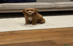 Mixed Breed dogs for sale: F1B mini goldendoodle for sale to good home - Image 8