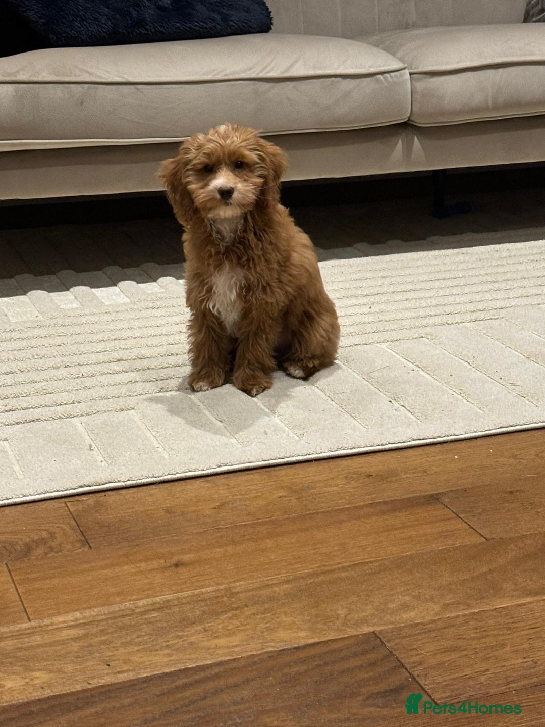 Mixed Breed dogs for sale: F1B mini goldendoodle for sale to good home - Image 8