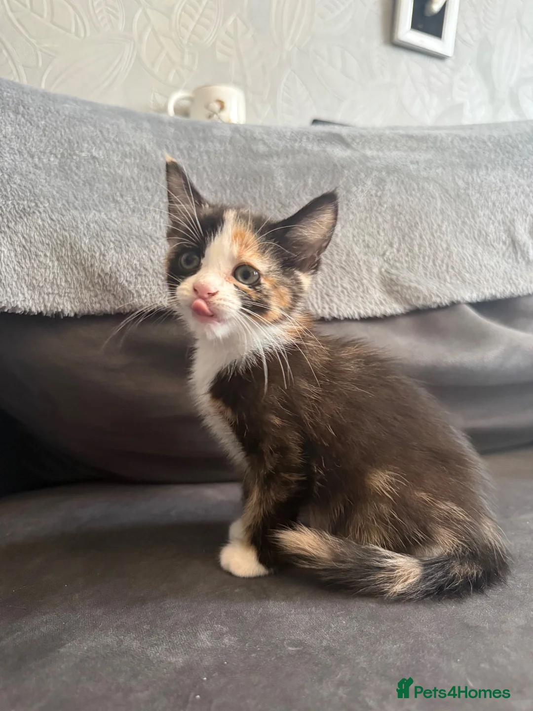 Domestic Shorthair cats for sale: 4 Adorable Domestic Shorthair Kittens - Advert 40