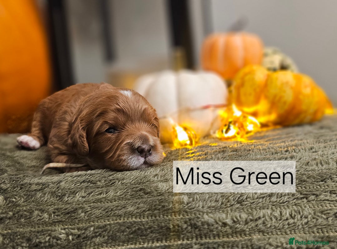 Cavapoo dogs for sale: **1 Left** F1 Health tested Cavapoo's - Image 5