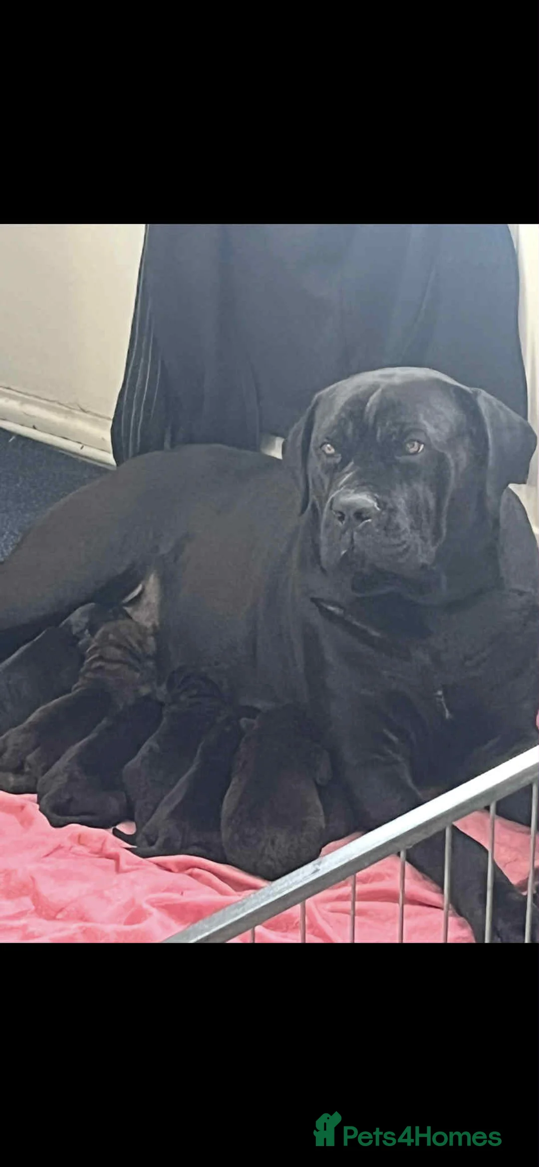 Mixed Breed dogs for sale: Cain Corso x Rottweiler puppies - Advert 1