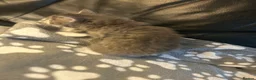 Mixed Breed cats for sale: 5 beautiful kittens ready to go 17th Nov - Advert 2