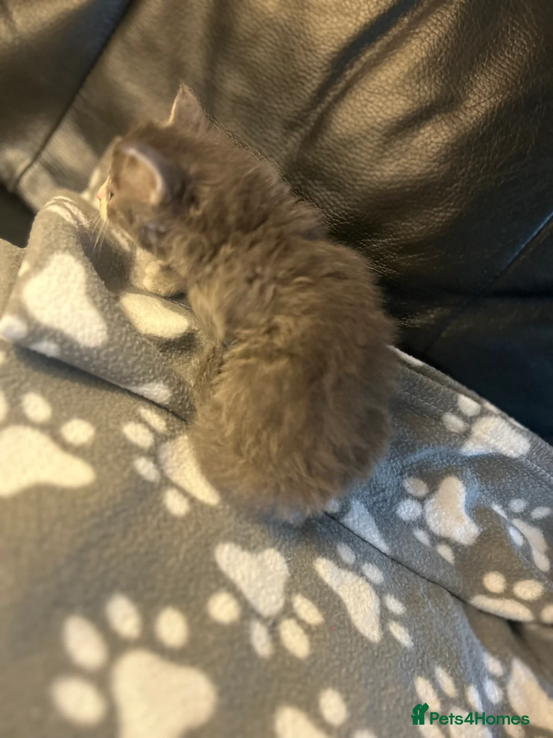 Mixed Breed cats for sale: 5 beautiful kittens ready to go 17th Nov - Advert 2
