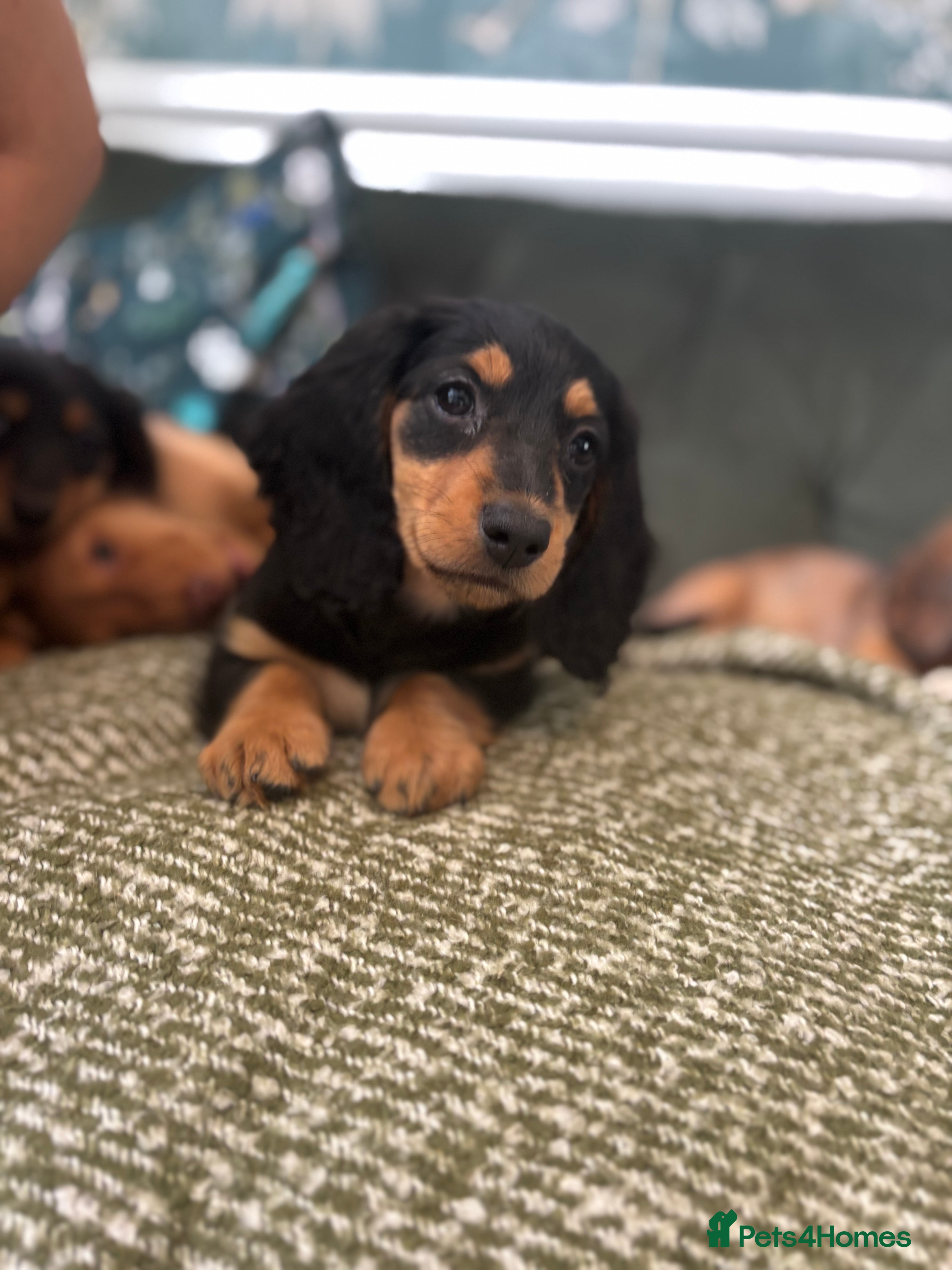 Dachshund dogs READY NOW! Beautiful Dachshund Puppies - Advert 2