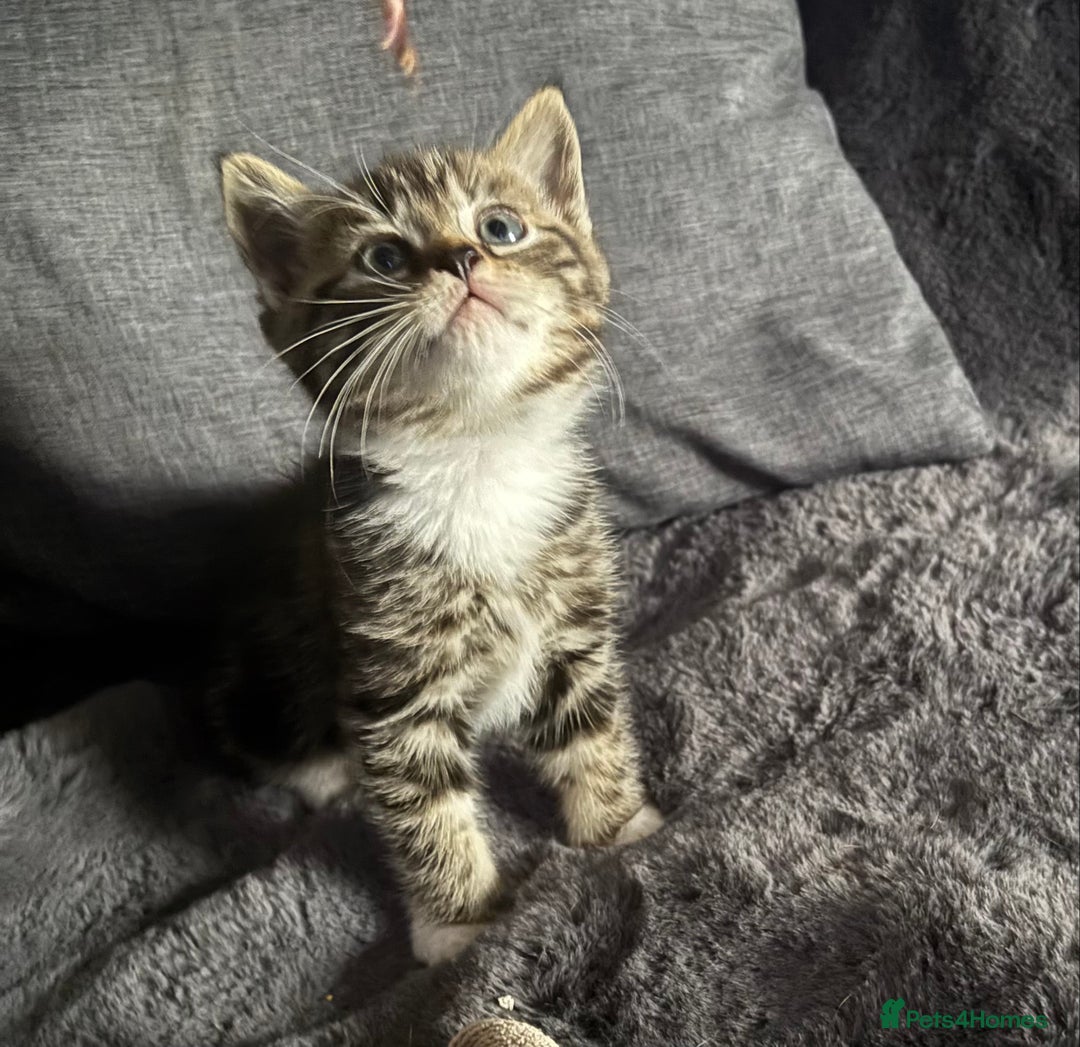 Mixed Breed cats for sale: Litter off 5 half bengal kittens  - Image 2