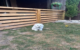 Bichon Frise dogs for sale: Bichon Frise Puppies  - Image 14