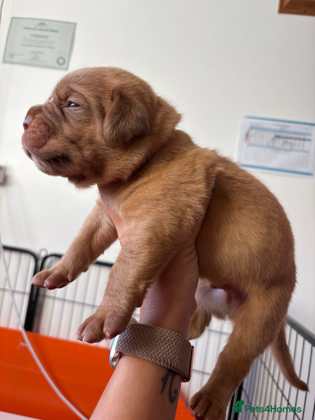 Dogue De Bordeaux dogs for sale: KC reg Dogue de Bordeaux puppies  - Image 20