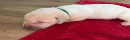 Labrador Retriever dogs for sale: 5 beautiful male labradors in Caerphilly - Advert 12