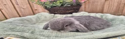 Mini Lop rabbits for sale:  ❤️ Gorgeous mini lops ❤️ please read description - Advert 11